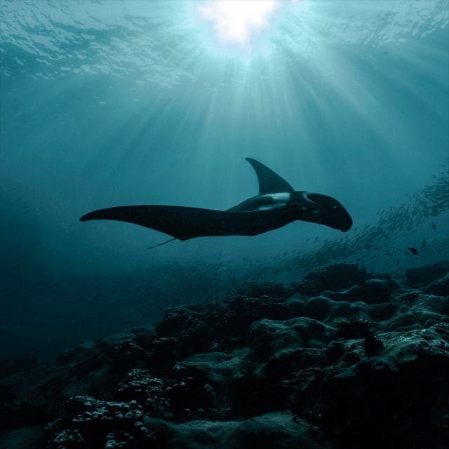 RAZER 01353 | SG Panerai Official Website